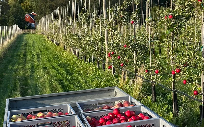 En släpvagn fylld med massor av röda äpplen.
