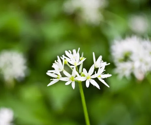 En närbild av en vit blomma i ett fält.