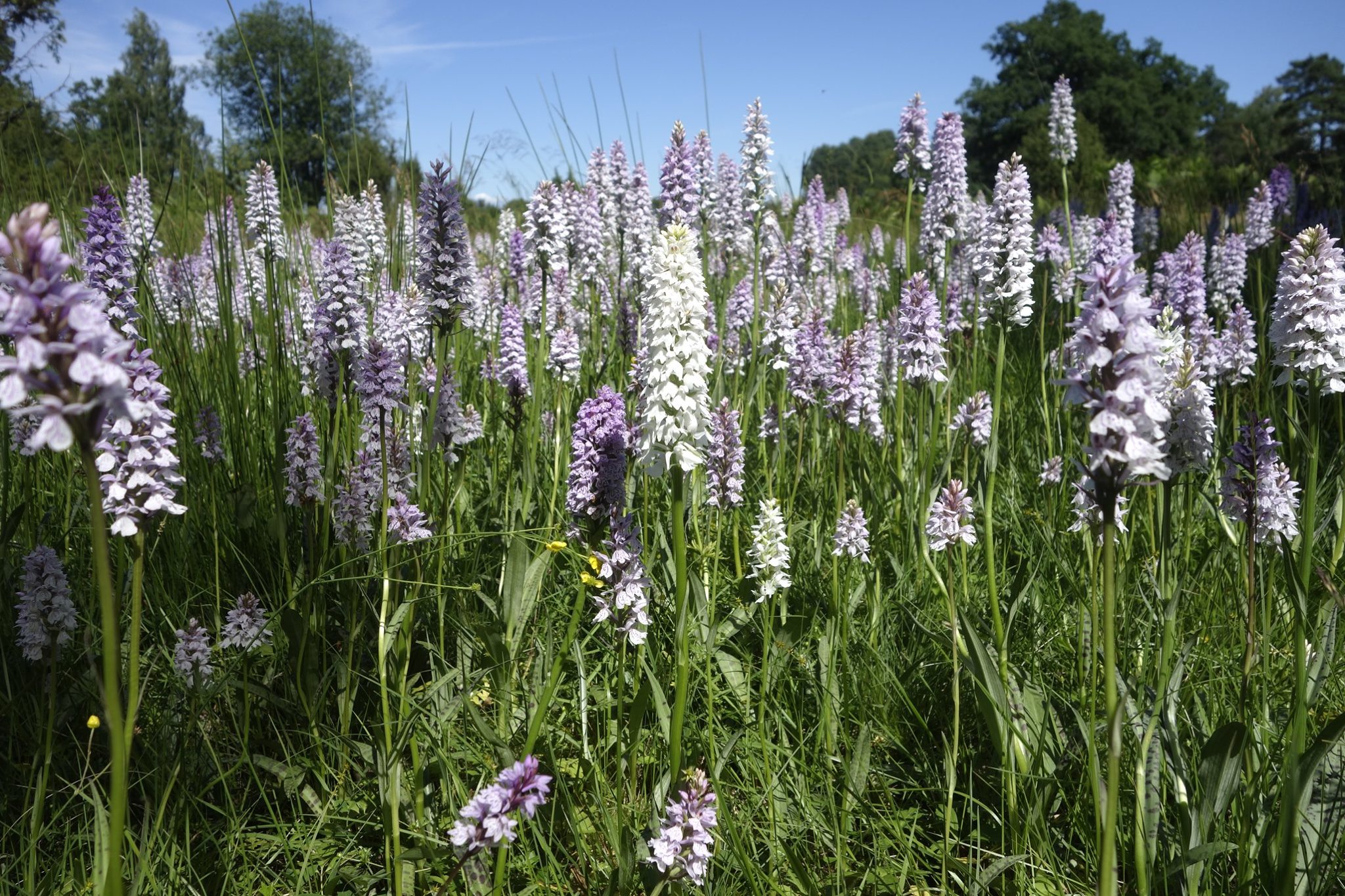 De vilda blommornas dag