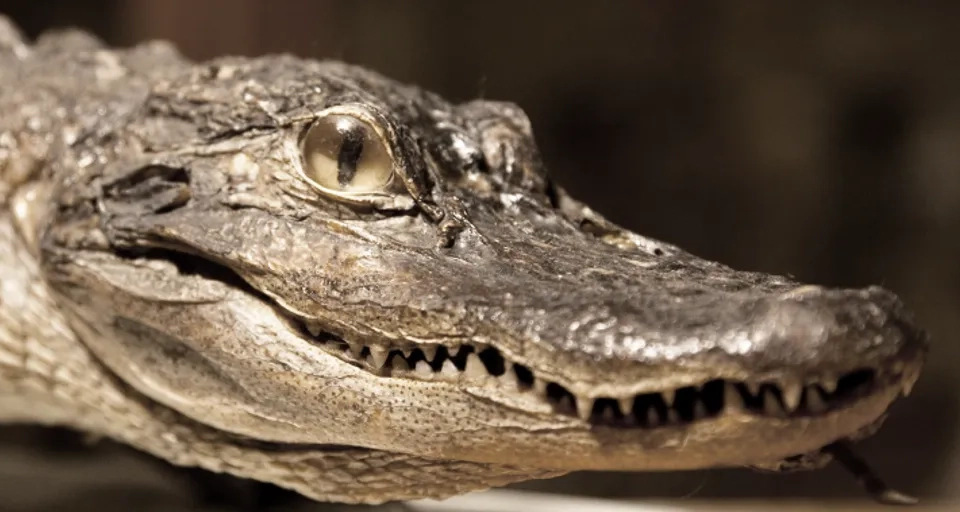 Närbild på en uppstoppad alligator