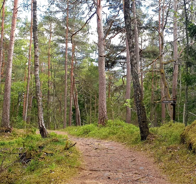 En jordväg mitt i en skog.
