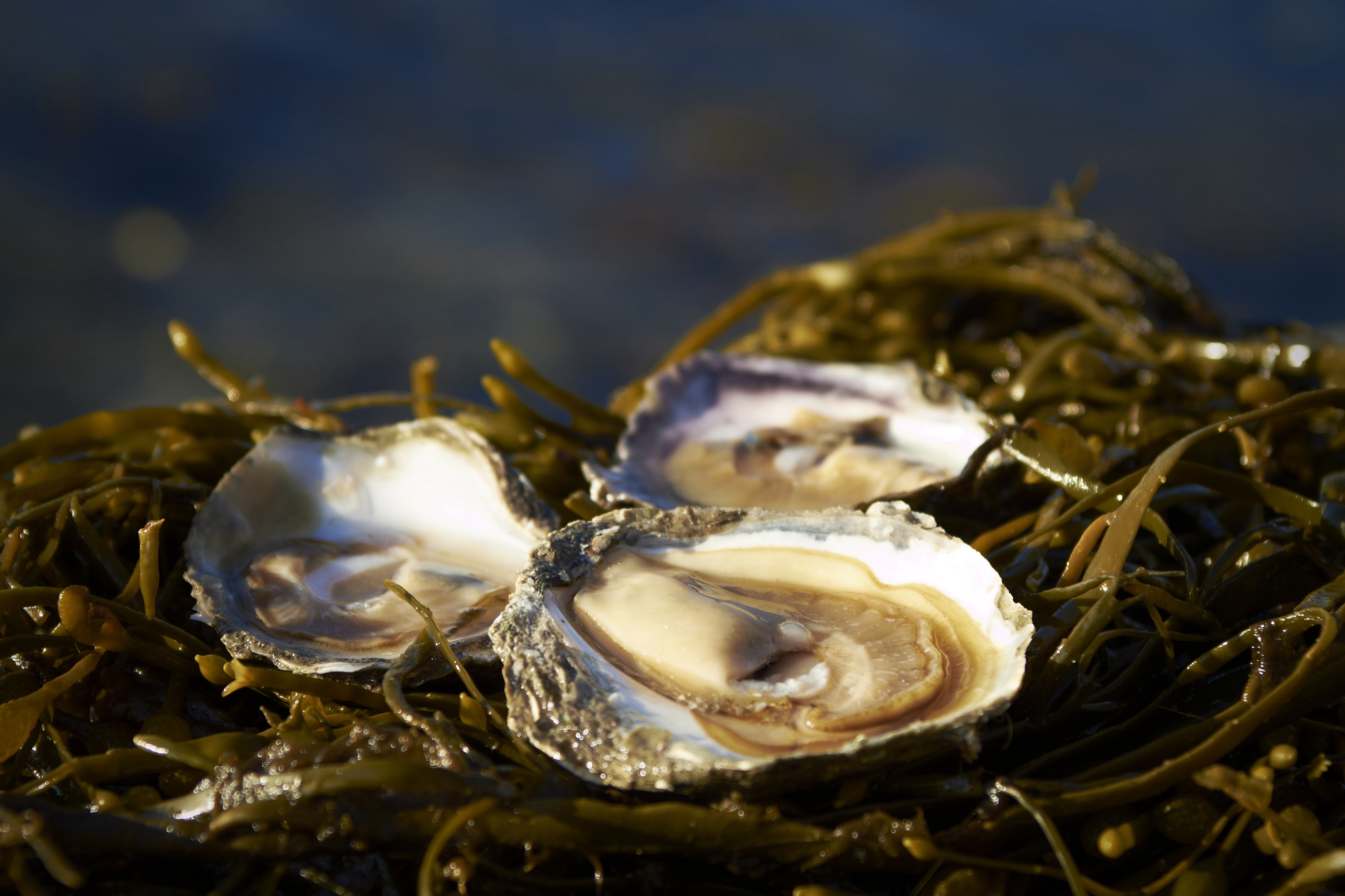 Ostronprovning med ostronöppnarkurs