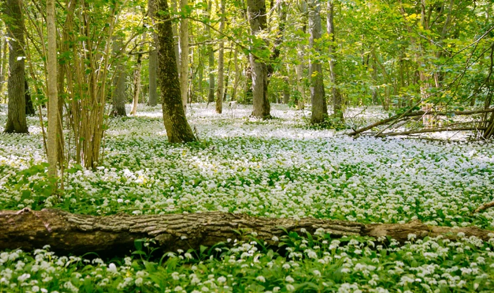 En skog där marken är fylld av ramslök som blommar. Ett gammalt nedfallet träd ligger mitt bland ramslöken.