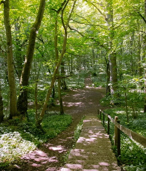 Bilden är tagen högst uppifrån en trappa som leder ner i en ljusgrön skogspark.