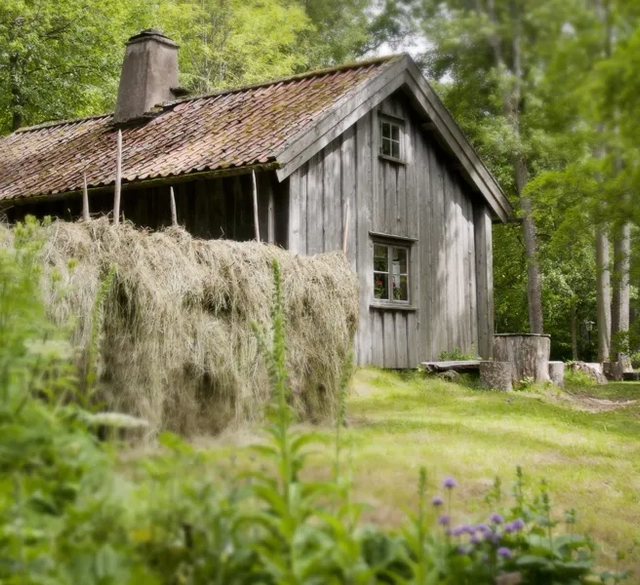 Ett gammalt trähus mitt i en skog.