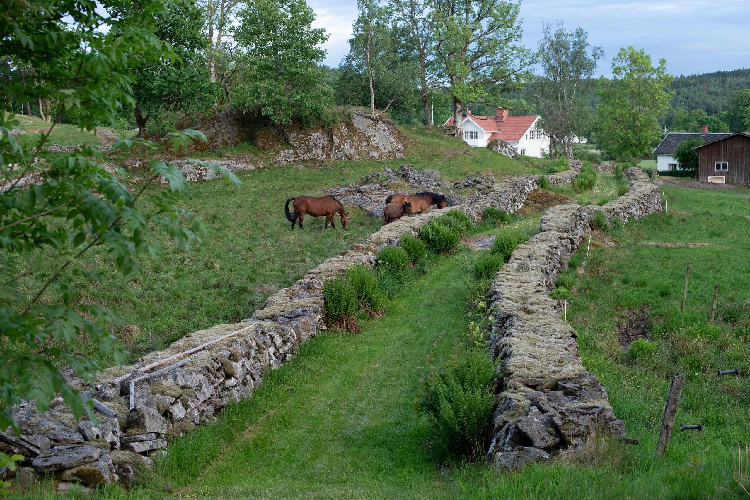 Hyssnalördag