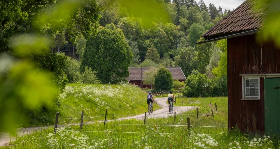 Cykling på natursköna Ljungleden.