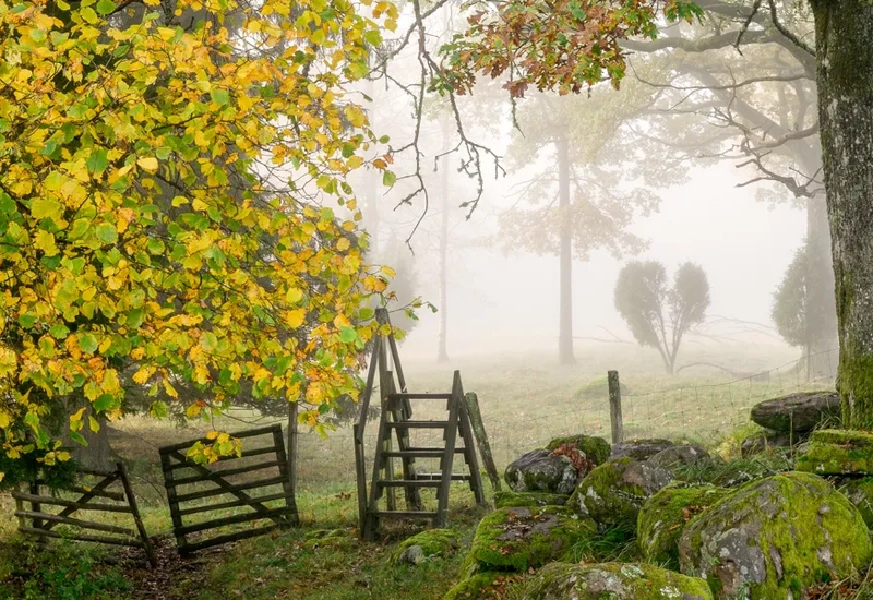 En bild på en grind i skogen.
