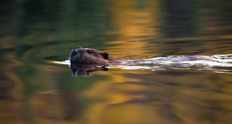 Bäver som simmar i vattnet