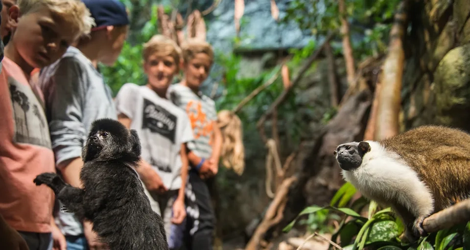 En grupp barn som tittar på en apa.