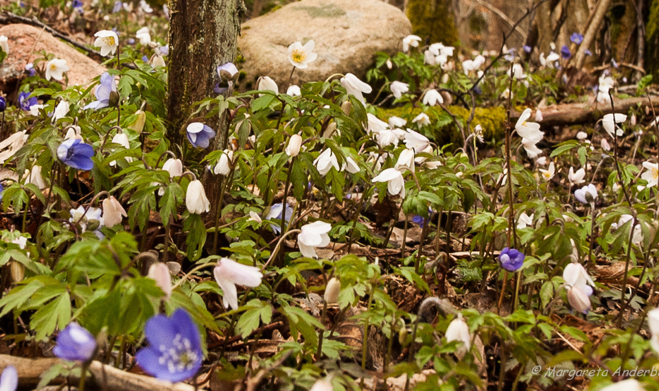 Blåsippor och vitsippor Vägeröds dalar