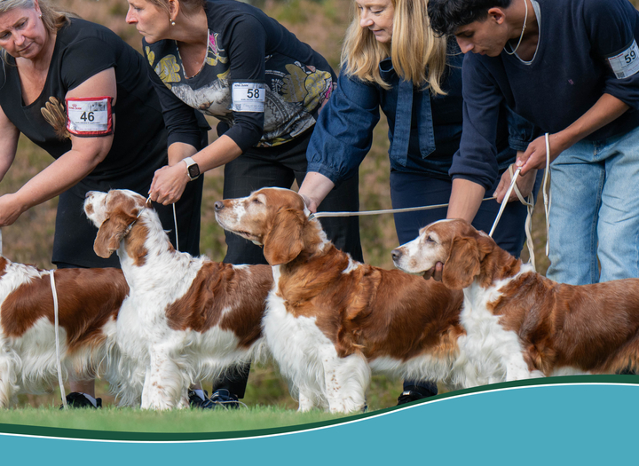 Hundutställning för spaniels och retrievers