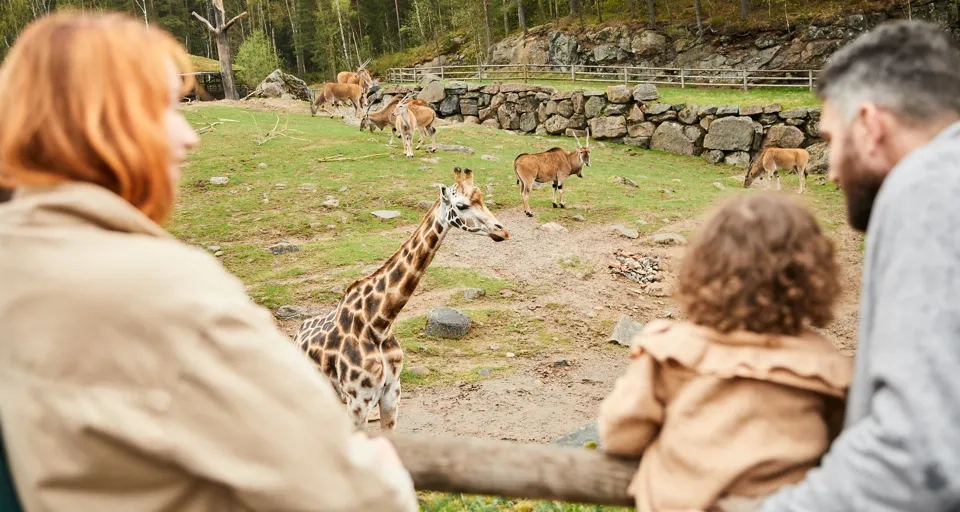 En grupp människor som tittar på en giraff.