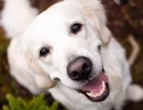 Hund i Västsverige