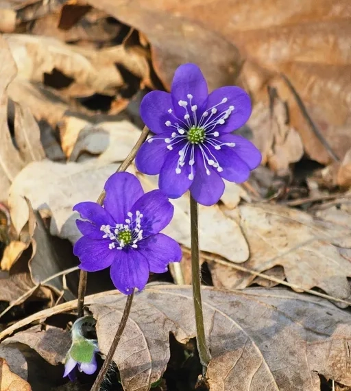 En lila blomma växer mitt bland bladen.