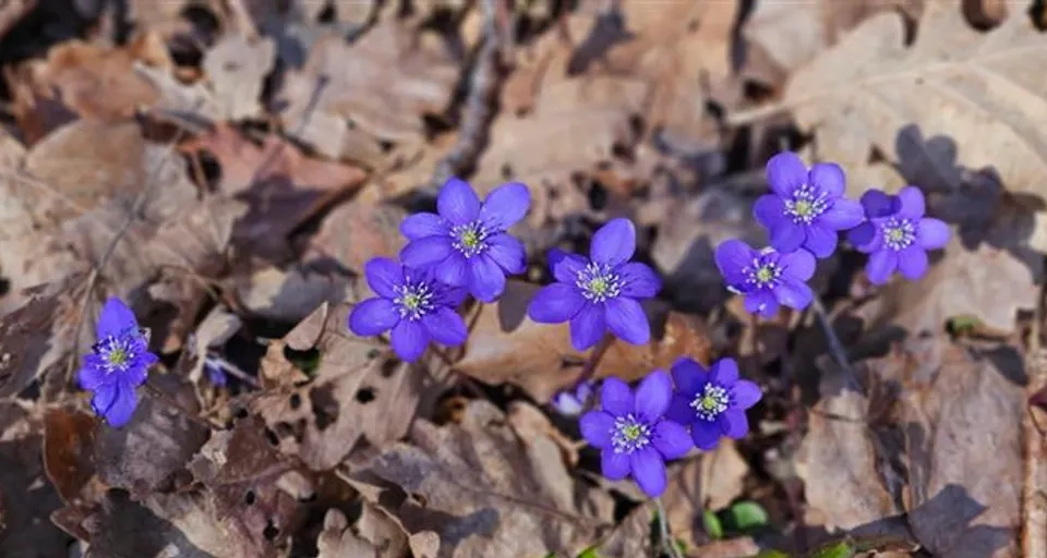 En grupp lila blommor som sitter på blad.