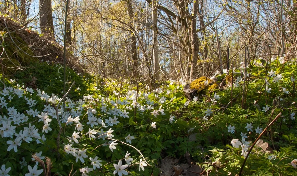 Vitsippor i naturreservatet Vägeröds dalar, Skaftö
