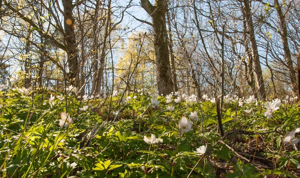 Vitsippor i naturreservatet Vägeröds dalar, Skaftö