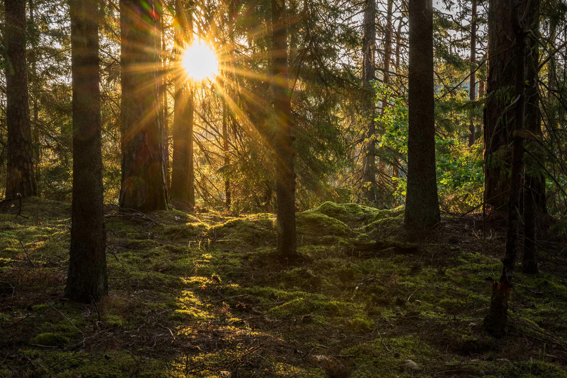 Tema Skog – genom film, föreläsning, sång och musik!