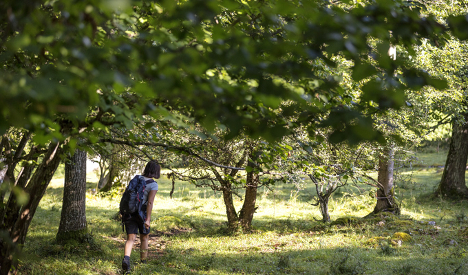 En person med ryggsäck som går genom en skog.