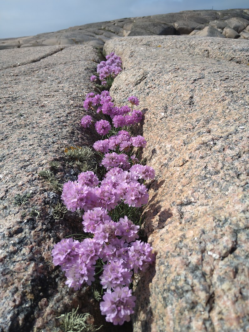 De Vilda Blommornas Dag Vandring