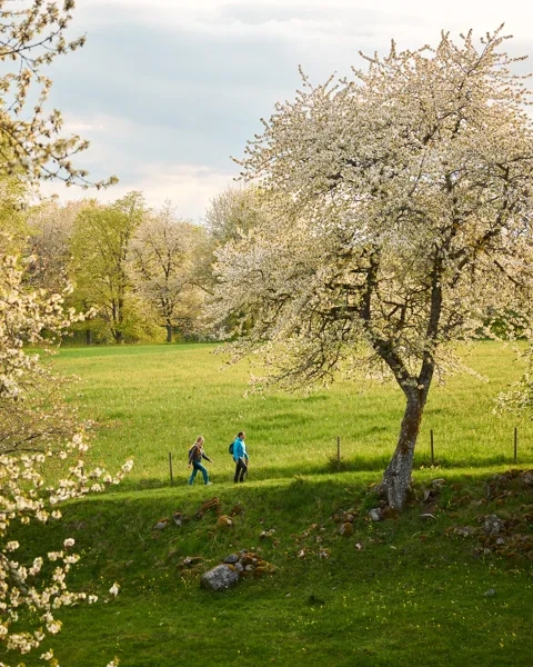Vandring vid Höjentorp