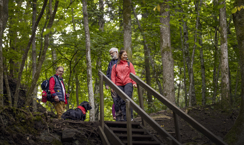 En grupp människor som går uppför en trappa i skogen.
