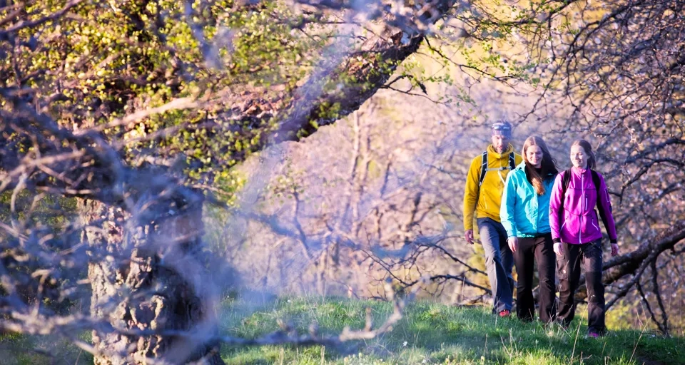 Sällskap vandrar på våren i lövskog