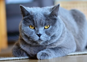 En grå katt som ligger på golvet och tittar in i kameran.