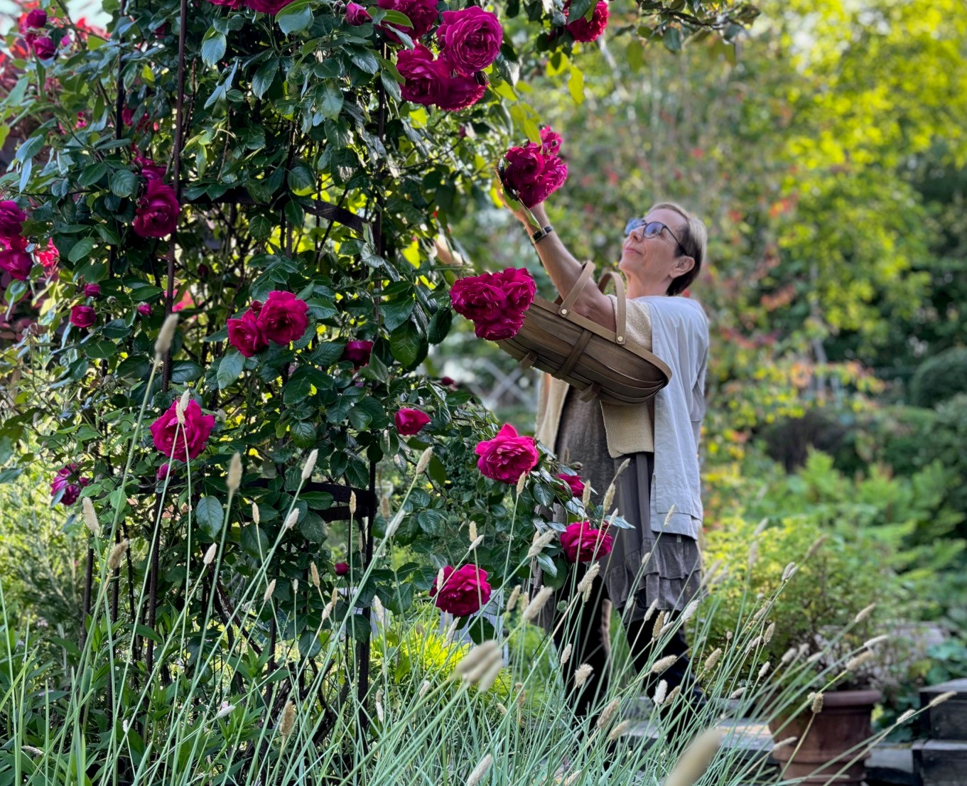 Så lyckas du med med rosor i trädgården