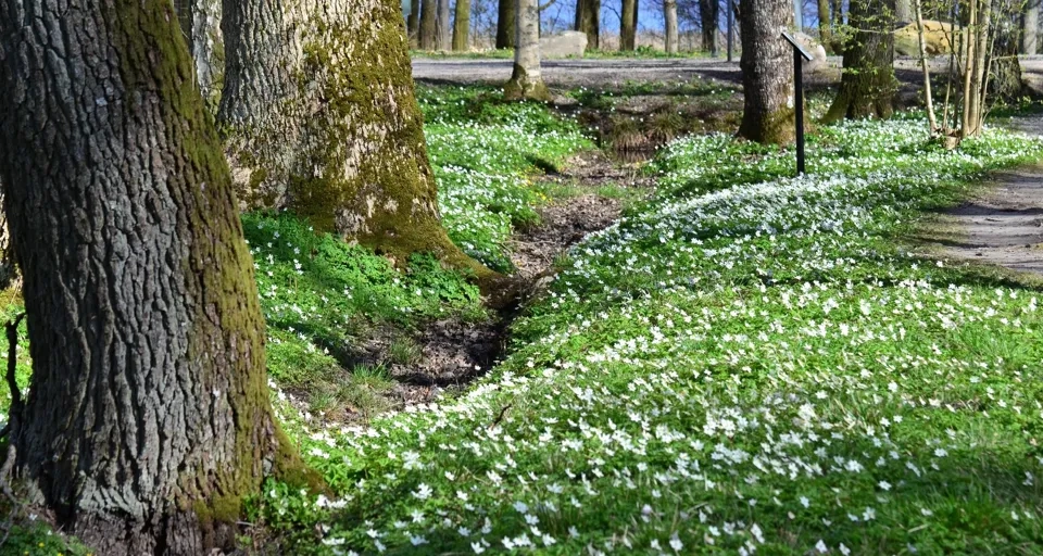 En stig i skogen med vitsippor.