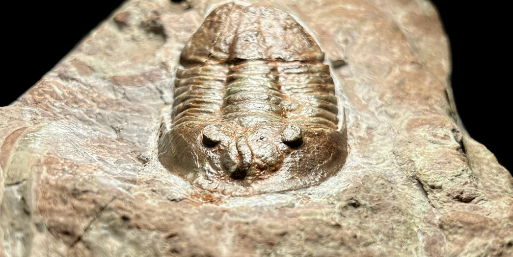 trilobit