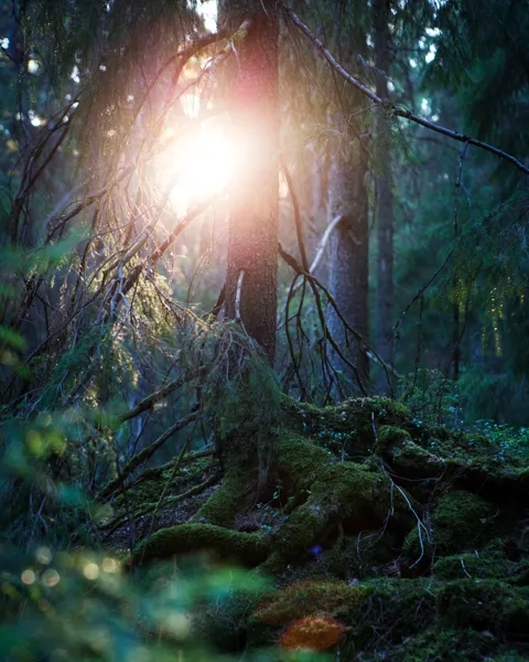 The sun is shining through the trees in the forest.