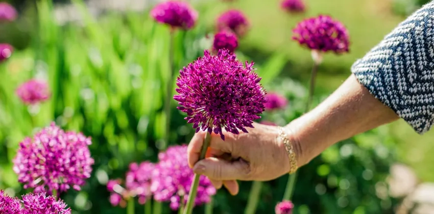 En person som håller en lila blomma i sin hand.