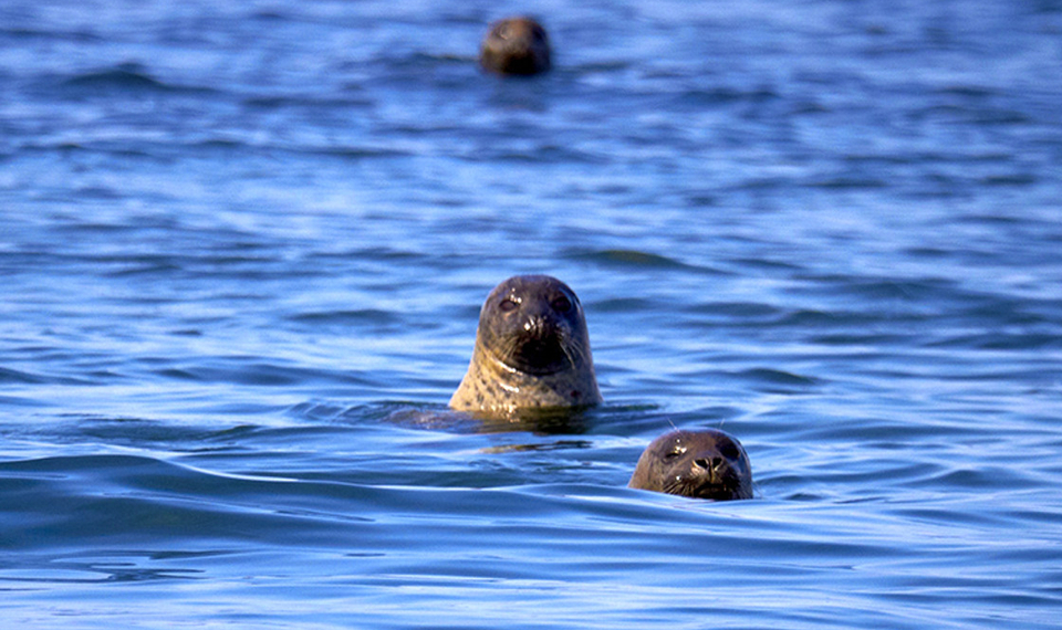 Sälar tittar upp ur vattnet
