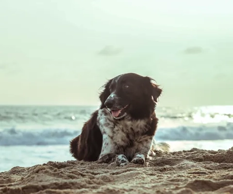En vit och brun hund ligger på en strand.