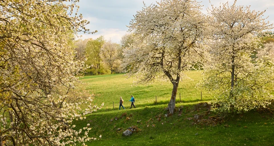 Några människor som går genom ett grönskande fält.