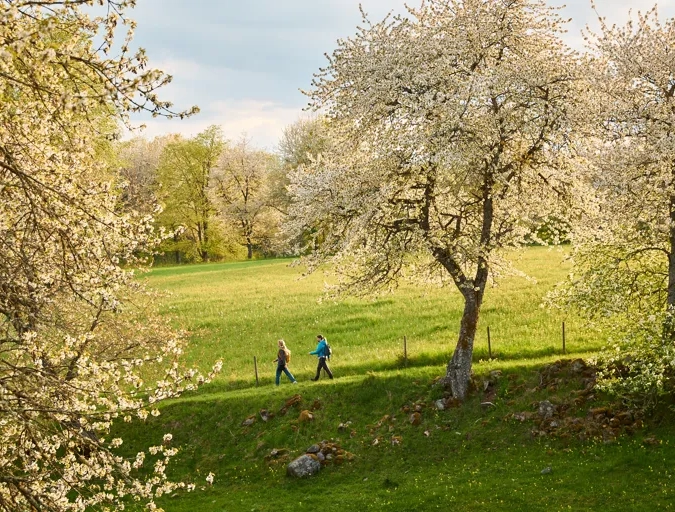 Några människor som går genom ett grönskande fält.