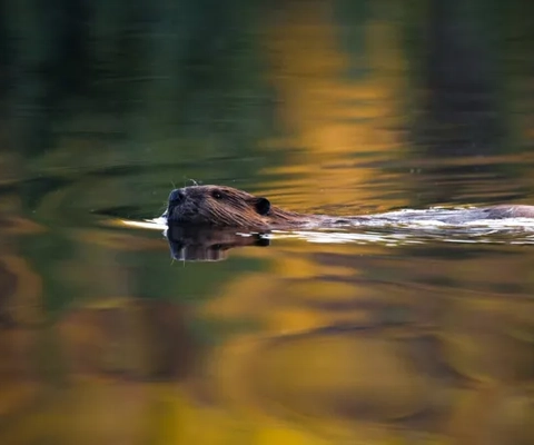 Bäver som simmar i vattnet