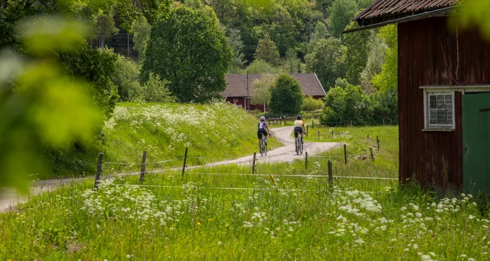 Cykling på natursköna Ljungleden.