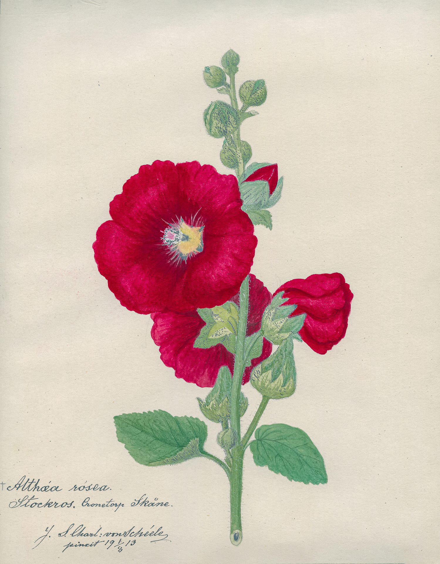 Sådan kärlek till blommor