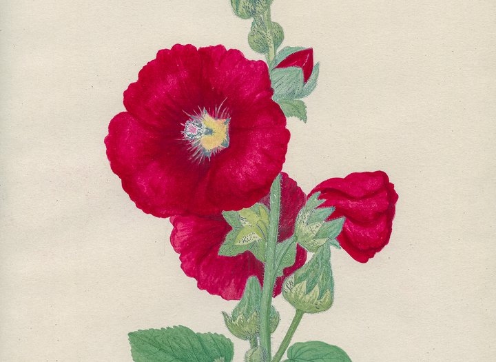 Sådan kärlek till blommor