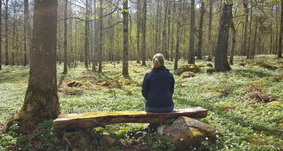 Skogsbad bland vitsippor på Lugnåsberget.