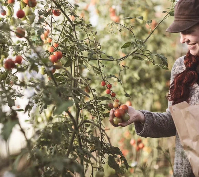 Kvinna plockar tomater från planta