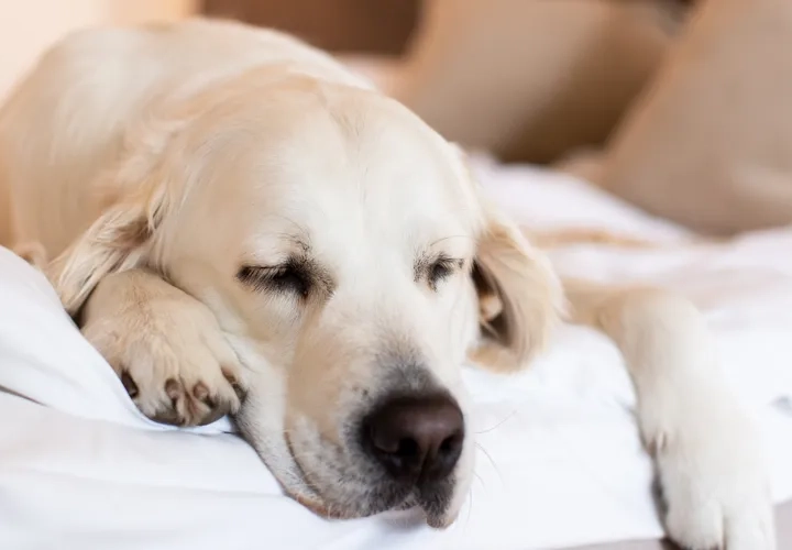 Hund i Västsverige