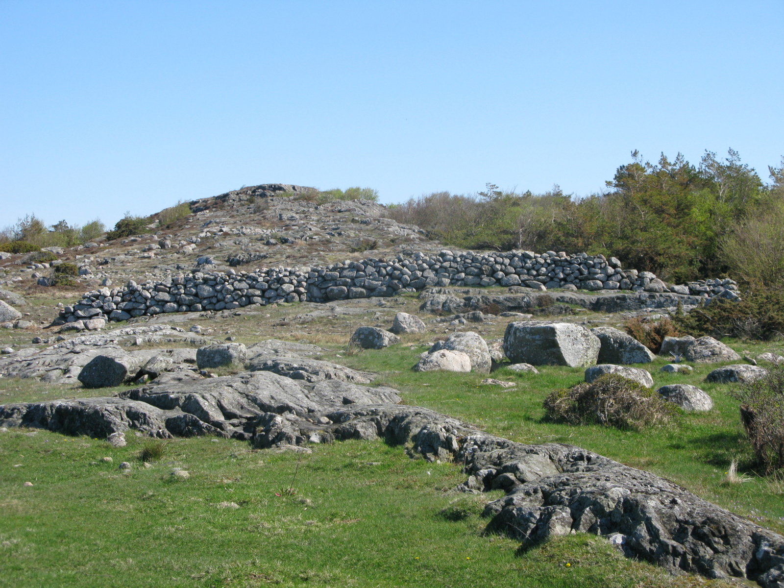 Vandring i spirande grönska och fågelmarker vid Tofta