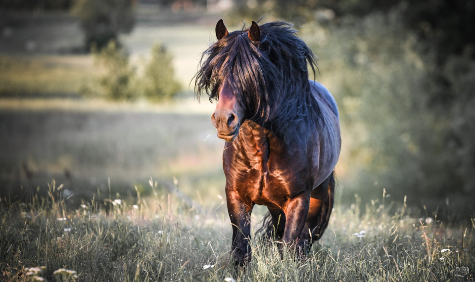 Fotografi av Göran Molin