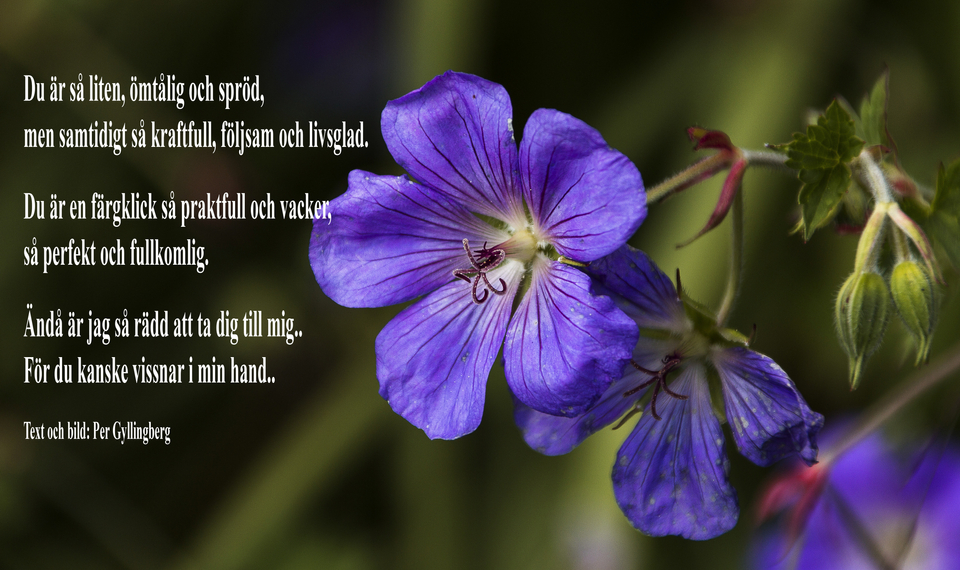 Foto och text av Per Gyllingberg