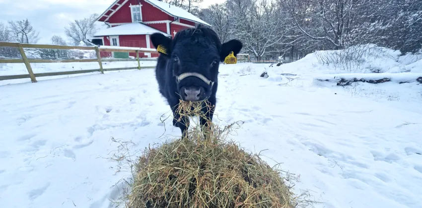 Ko som äter hö, i hagen på vintern.