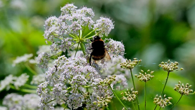 Ett bi sitter på toppen av en vit blomma.